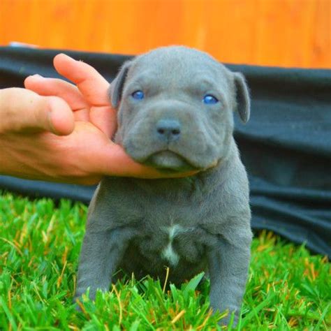 C Fort Worth, TX. . Pitbull puppies for sale near dfw